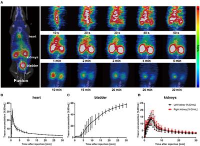 Quantitative assessment of renal functions using 68Ga-EDTA dynamic PET imaging in renal injury in mice of different origins